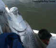 Nice fish.jpg (38475 bytes)