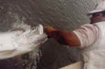 release1.jpg (20005 bytes)